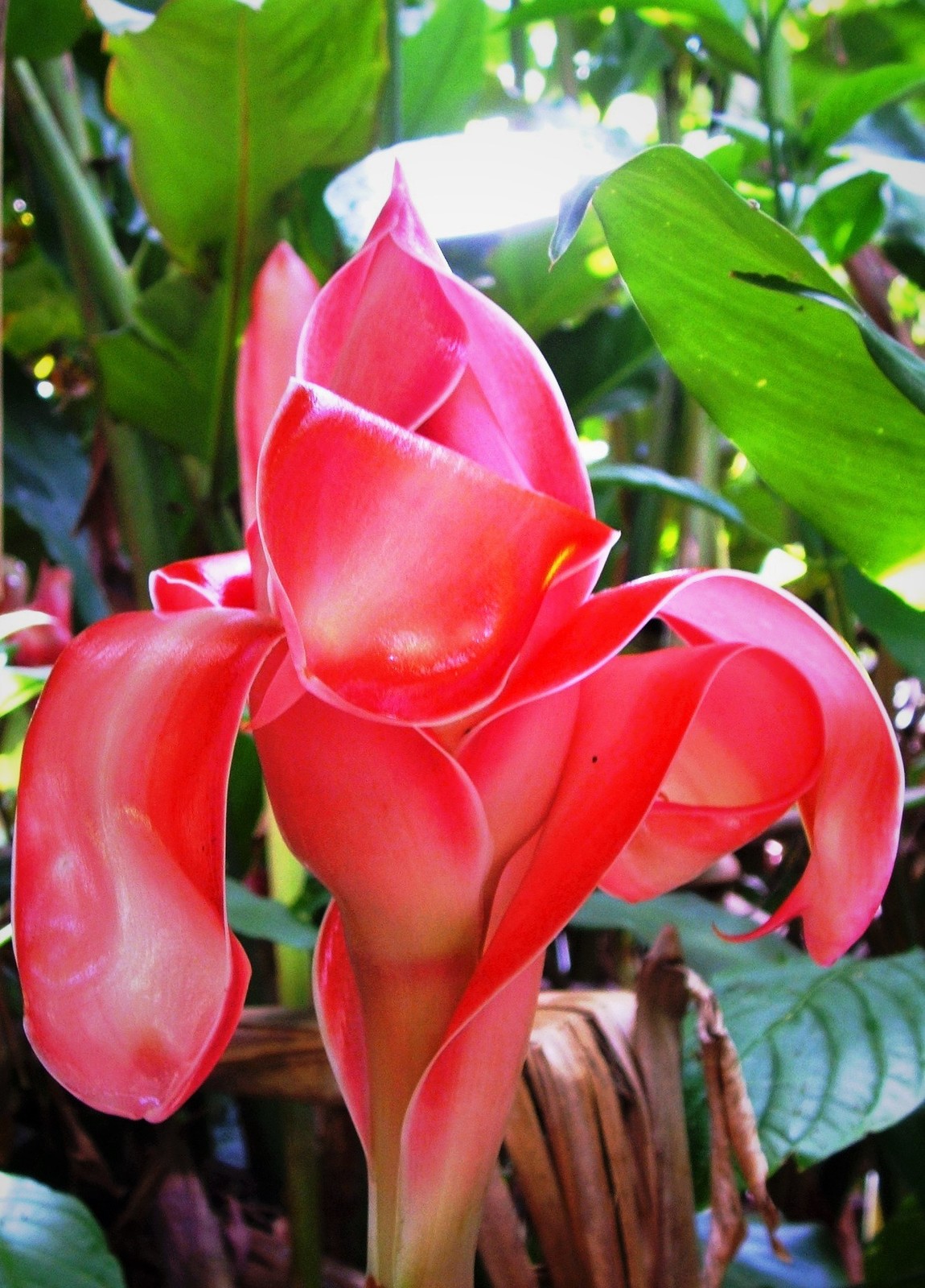 Rose Pink Torch Ginger