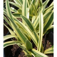 Variegated Spider Lily 5 bulbs
