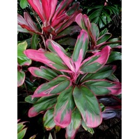 C. fruticosa Maui Pink (Maui Pink)