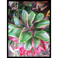 Maui Silva 5 plants