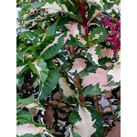 Graptophyllum pictum 'Roseum Variegatum"