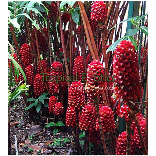 Tapeinochilos moluccan