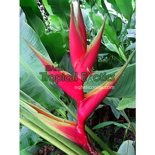 heliconia caribaea x cv giant red claw  giant red claw