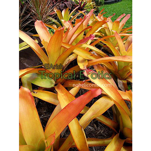 Aechmea blanchetiana Orange Form