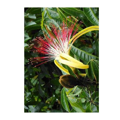 Water Chestnut Tree Saba Nut (Pachira aquatica)