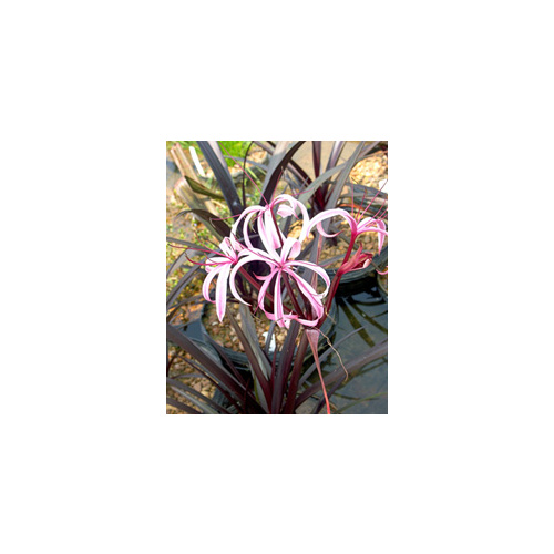 Purple Crinum Lily 