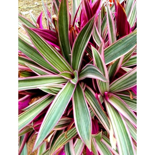 Buy Rheo Stripe Me Pink Online