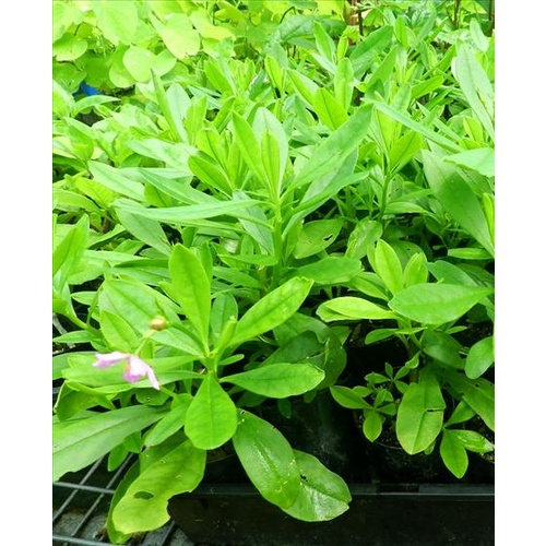 Buy Surinam Spinanch Online