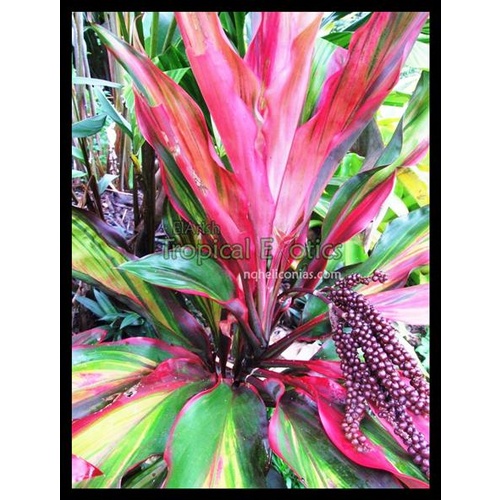 Cordyline fruticosa Waihee Rainbow 5 plants