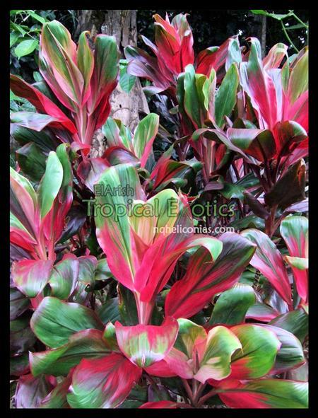 Buy Anns Rainbow Cordyline