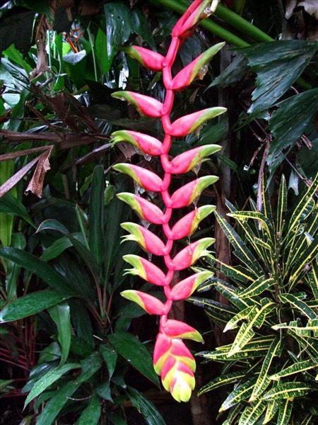 buy heliconia standleyi online where can i buy an address book