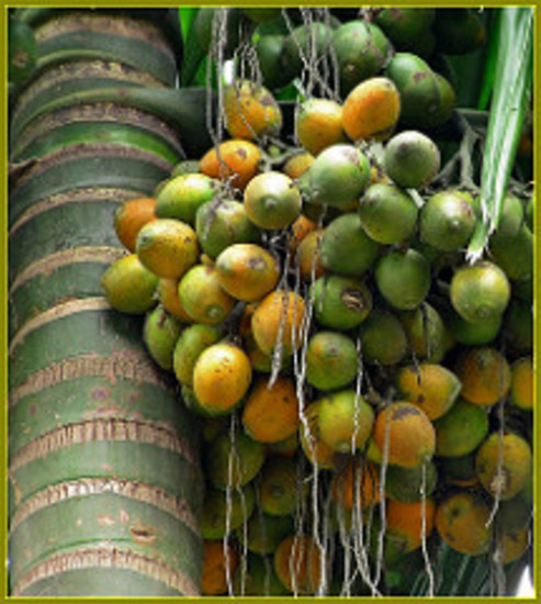 Betel Nut Palm10 barerooted palms