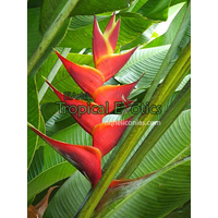 Heliconia caribaeaXbihai cv Kawauchi