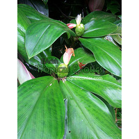 Costus mallortiearius (Mallortiearius)