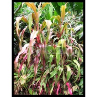 Cordyline fruticosa Maize (Maize)