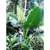 Alocasia macrorrhizos
