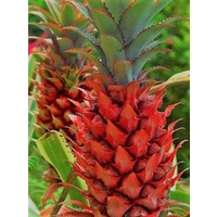 Ananas bracteatus (Red Pineapple)