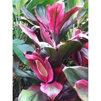 Cordyline fruticosa Red Robin (Red Robin)