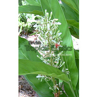 Alpinia galangal