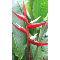 Heliconia Papsiana 