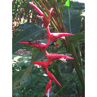 Heliconia pendula cv Bright Red (Bright Red Pendula)