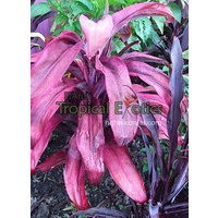 Cordyline fruticosa cv Johny Noble 