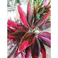 Cordyline fruticosa cv Tartan 