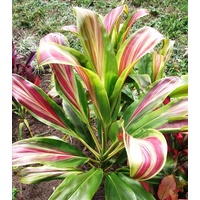 Cordyline fruticosa cvHawaiian Flag (Hawaiian Flag)