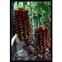 Tapeinochilos solomonensis