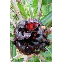 Tapeinochilos novaebudaensis (Tapeinochilos novaebudaensis)