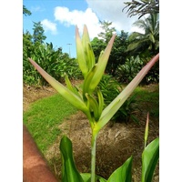 psittacorum Green Bananas (Green Bananas)