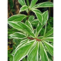 Variegated Crepe Ginger