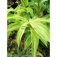 cheilocostus speciosus  Tatai (Tatai crepe ginger)