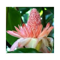 Etlingera elatior cv Edible Pink Torch 