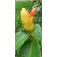 Costus sp Belize Yellow