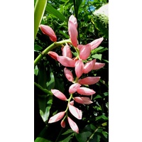 Alpinia henryi (Pink Perfection)