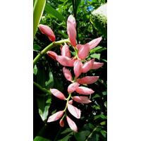 Alpinia henryi Bulk Buy
