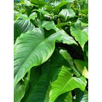 Ground Cover Elephant Ears