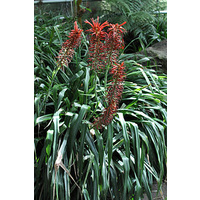 Flame Bromeliad (Pitcairnia flammea)