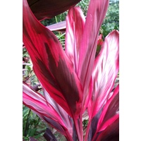 C. fruticosa Narda (Narda)