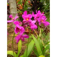 Purple Ground Orchid
