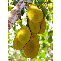 Jakfruit  Jackfruit  
