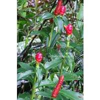 Costus woodsonii cv French Kiss 5 pack