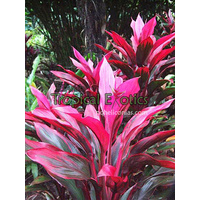 Cordyline fruticosa red sister 5 plants