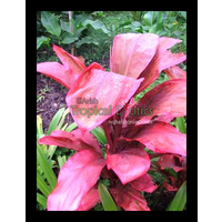 Cordyline fruticosa Peter Buck 5 plants