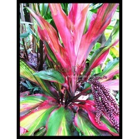 Cordyline fruticosa Waihee Rainbow 5 plants