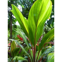 C. fruticosa "Harlequin" bulk buy
