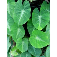 Colocasia fallax 5 suckers