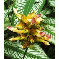 Calathea majestica albolineata 5 plants