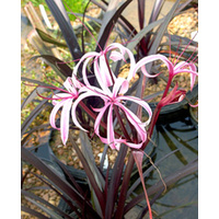 Purple Crinum Lily 3 plants